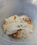 2 Pounds - Fresh Bahamas Conch
