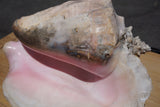 5 Pounds - Fresh Bahamas Conch